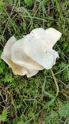 Clitocybe fasciculata