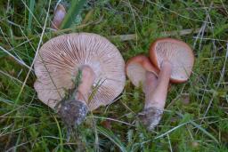 Lactarius badiosanguineus