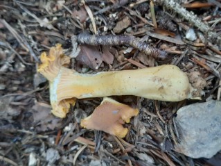 Cantharellus amethysteus