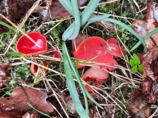 Sarcoscypha austriaca