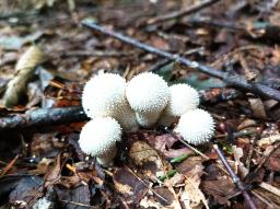 Lycoperdon perlatum