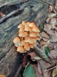 Mycena renati