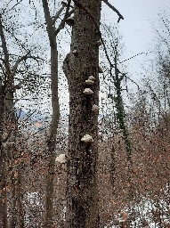 Fomes fomentarius