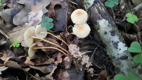 Marasmius torquescens