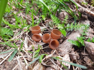 Dumontinia tuberosa