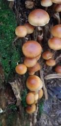 Gymnopilus penetrans