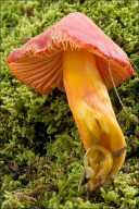 Hygrocybe punicea