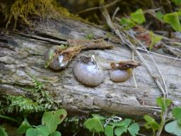 Entoloma depluens