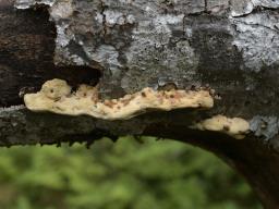 Antrodiella mentschulensis