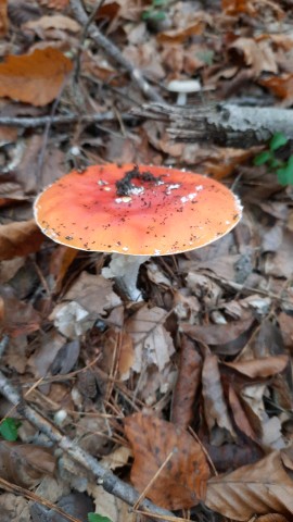 Amanita muscaria