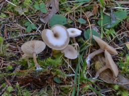 Clitocybe obsoleta