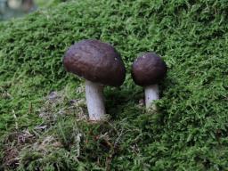 Pluteus cervinus