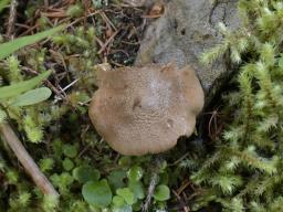 Mallocybe gymnocarpa
