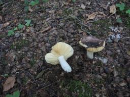 Russula romellii