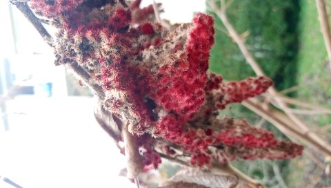 Schizophyllum commune