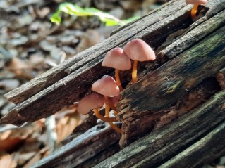 Mycena renati