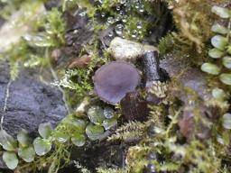 Ionopezia gerardii