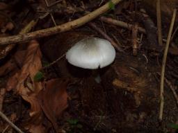 Volvariella caesiotincta