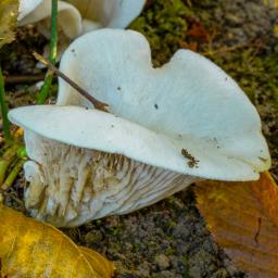 Crepidotus autochthonus