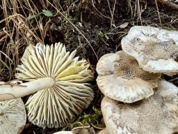 Tricholoma scalpturatum