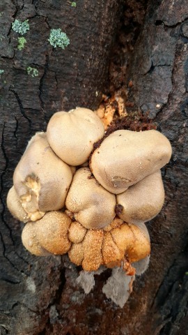 Lycogala flavofuscum