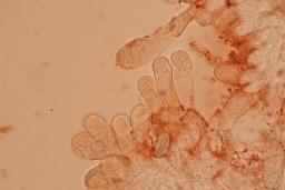 Inosperma cervicolor
