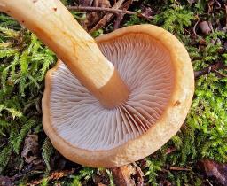 Thaxterogaster talus