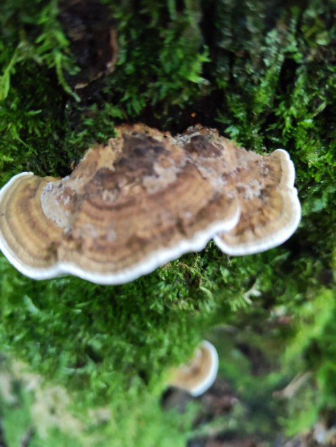 Daedaleopsis confragosa