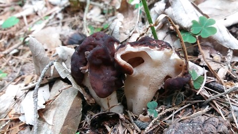 Gyromitra esculenta