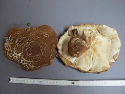 Echinoderma asperum