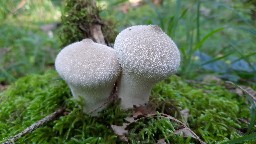 Lycoperdon perlatum