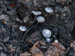 Coprinopsis ephemeroides