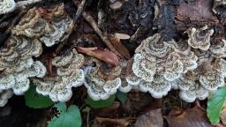 Auricularia mesenterica