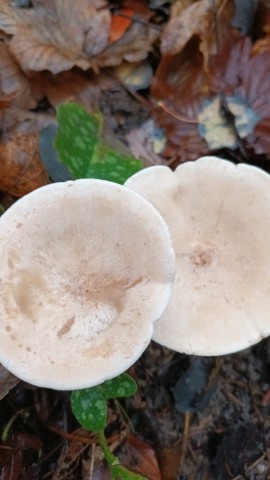 Infundibulicybe geotropa