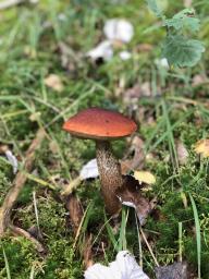 Leccinum aurantiacum