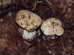 Leucopaxillus tricolor