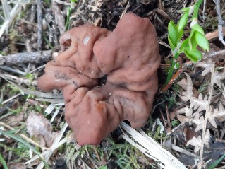 Discina ancilis