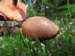 Chalciporus piperatus