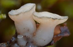 Cudoniella tenuispora