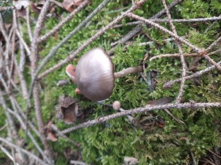 Entoloma vernum