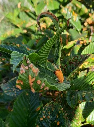 Puccinia coronata