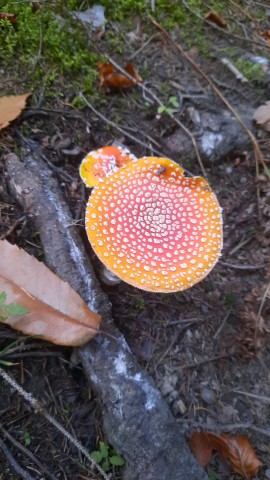 Amanita muscaria