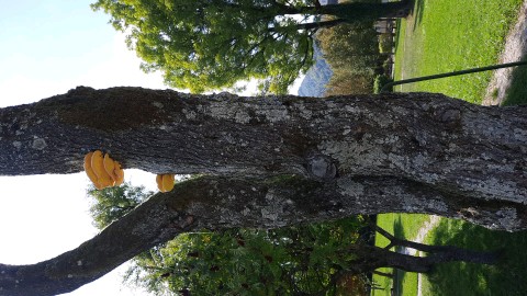 Laetiporus sulphureus