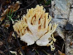 Ramaria flavosalmonicolor