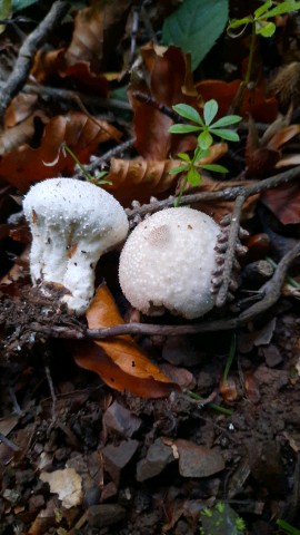 Lycoperdon perlatum