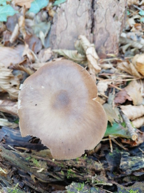 Pluteus cervinus