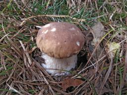 Boletus edulis