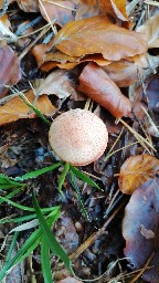 Cortinarius bolaris