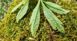 Tranzschelia pruni-spinosae