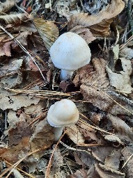 Rhodocollybia maculata